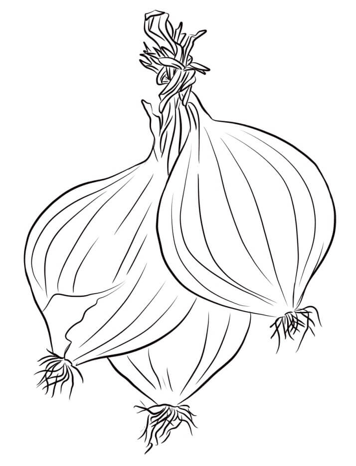 dibujo tres cebollas para colorear