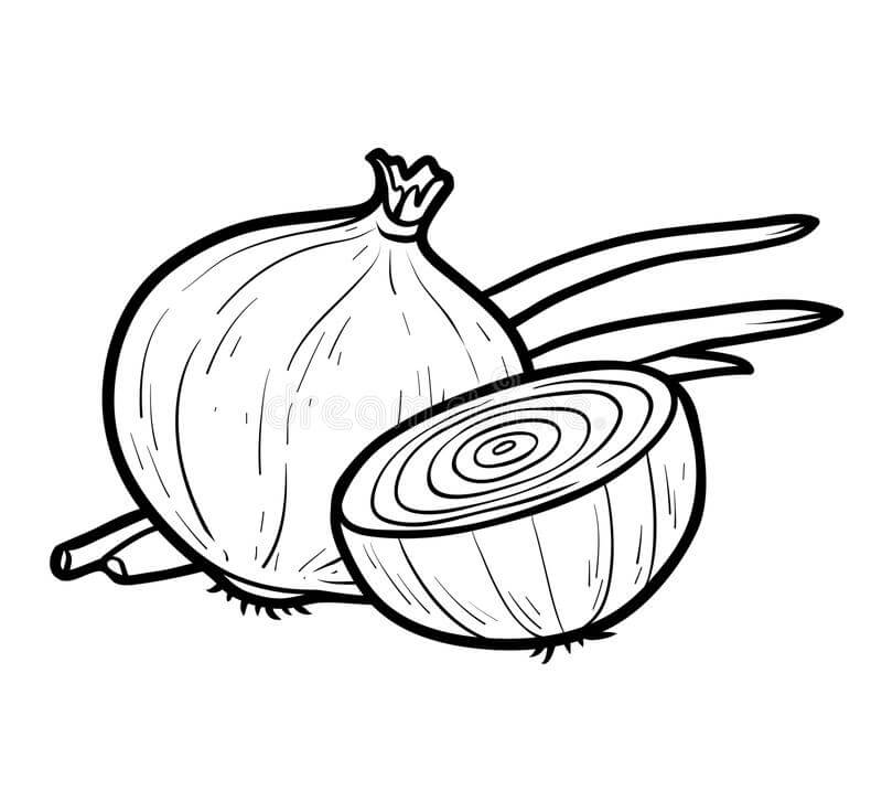 Dibujo de Una Cebolla y Media Cebolla para Colorear y Imprimir