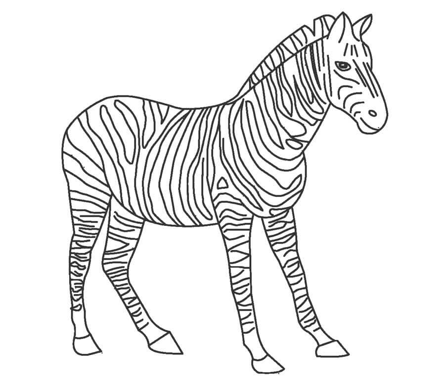 Dibujo de Buena Cebra para Colorear y Imprimir