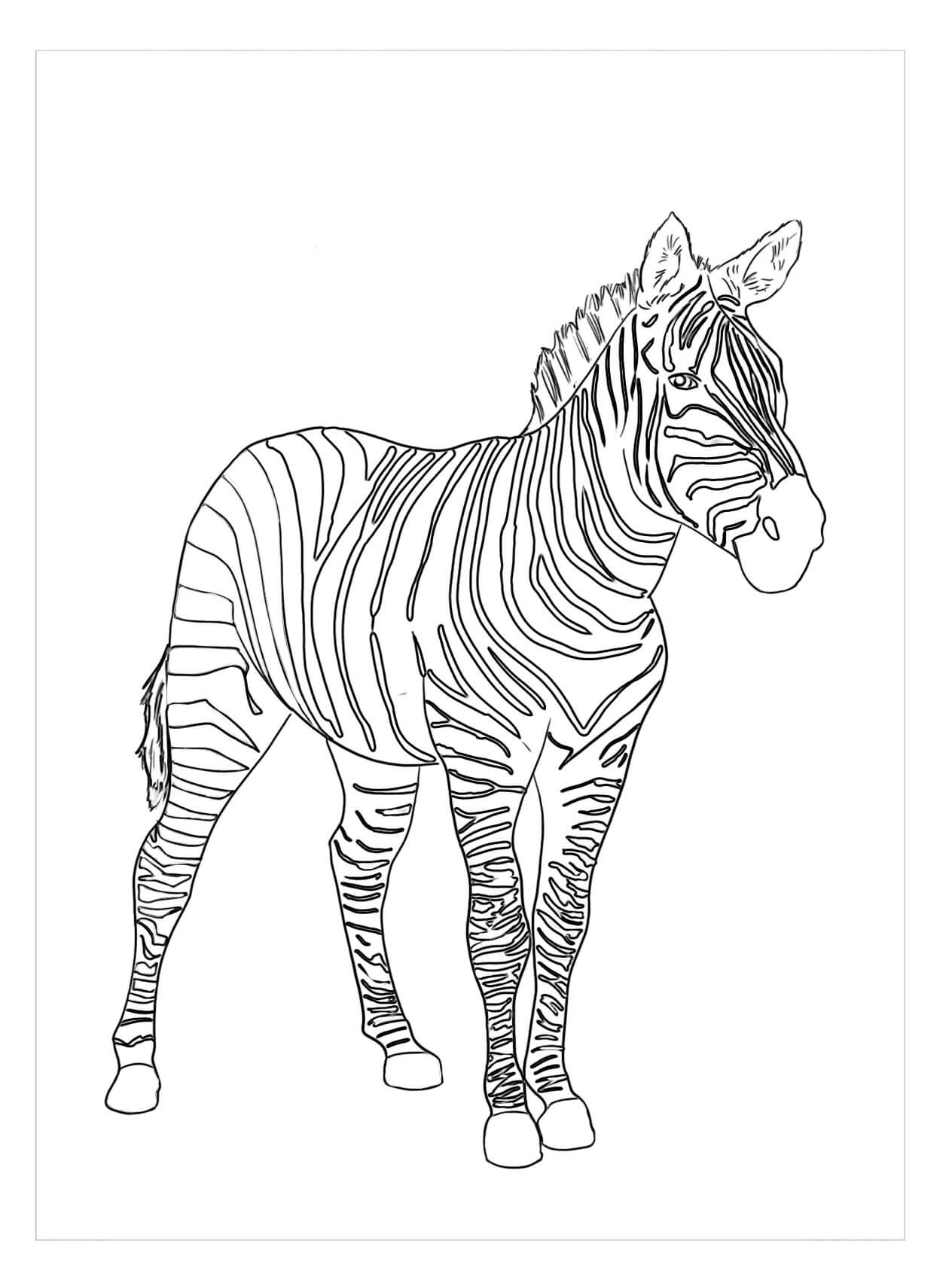 Dibujo de Cebra de Las Llanuras para Colorear y Imprimir
