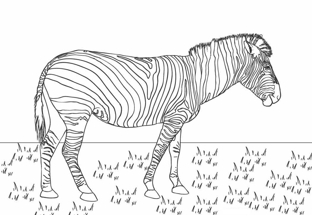 Dibujo de Cebra En La Estepa para Colorear y Imprimir