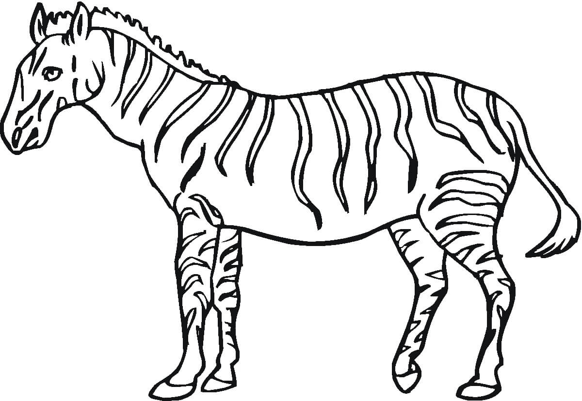 Dibujo de Gran Cebra para Colorear y Imprimir