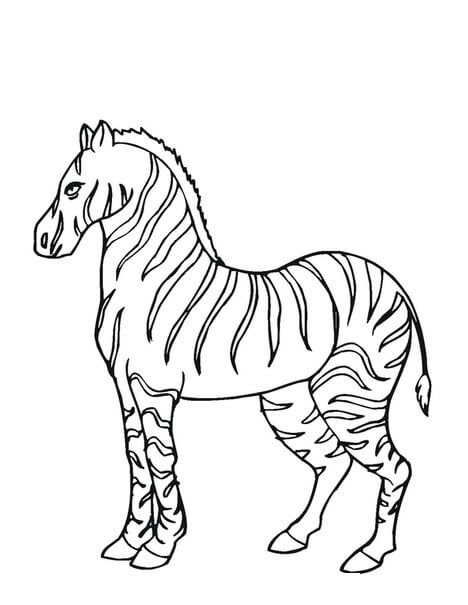 Dibujo de Impresionante Cebra para Colorear y Imprimir