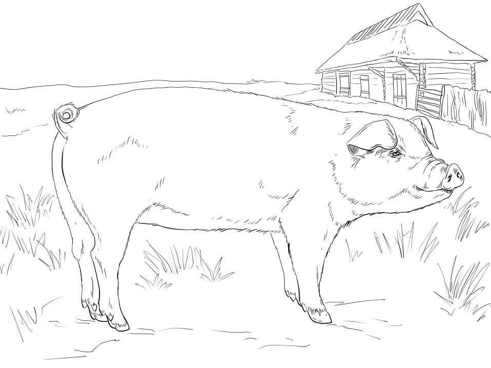 dibujo cerdo adulto para imprimir y colorear