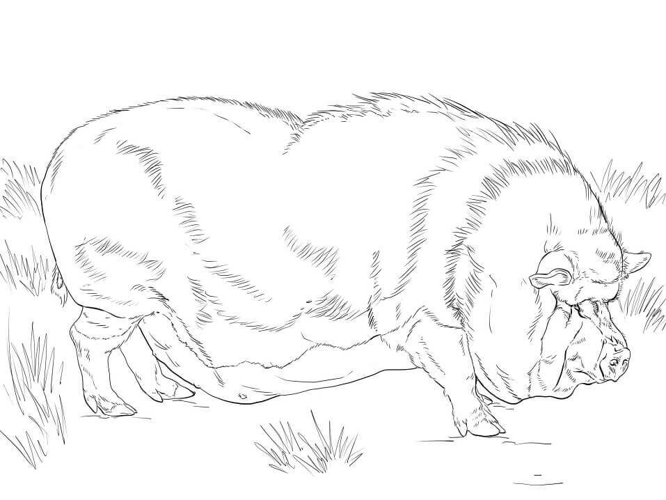 dibujo cerdo barrigon para imprimir y colorear