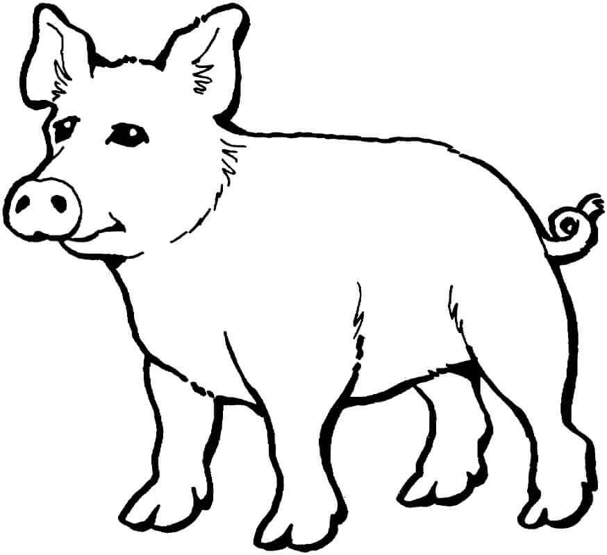 dibujo cerdo normal para imprimir y colorear