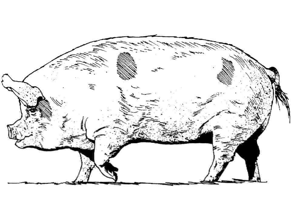 dibujo cerdo realista para imprimir y colorear