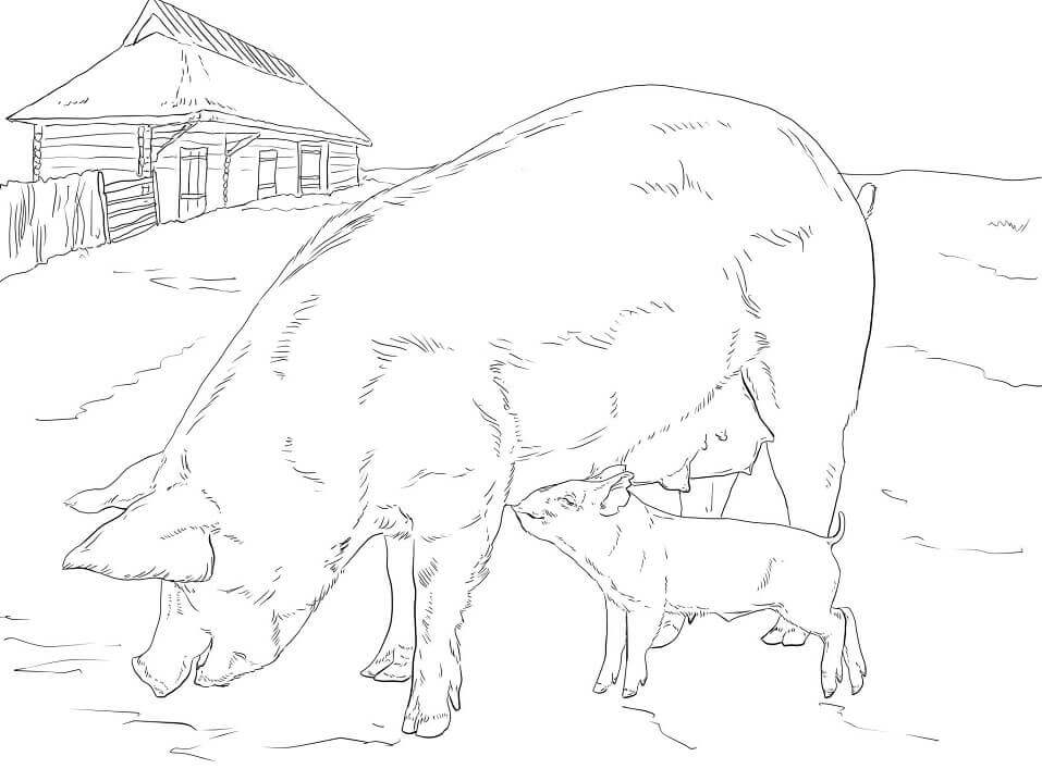 Dibujo de Madre y Bebé Cerdo para Colorear y Imprimir