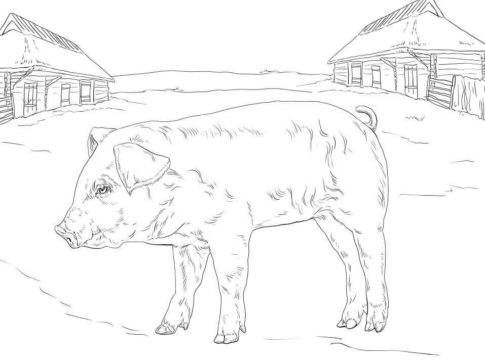 dibujo lechon de granja para imprimir y colorear