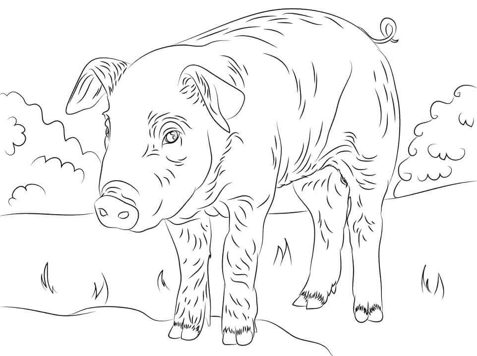 dibujo lindo lechon para imprimir y colorear