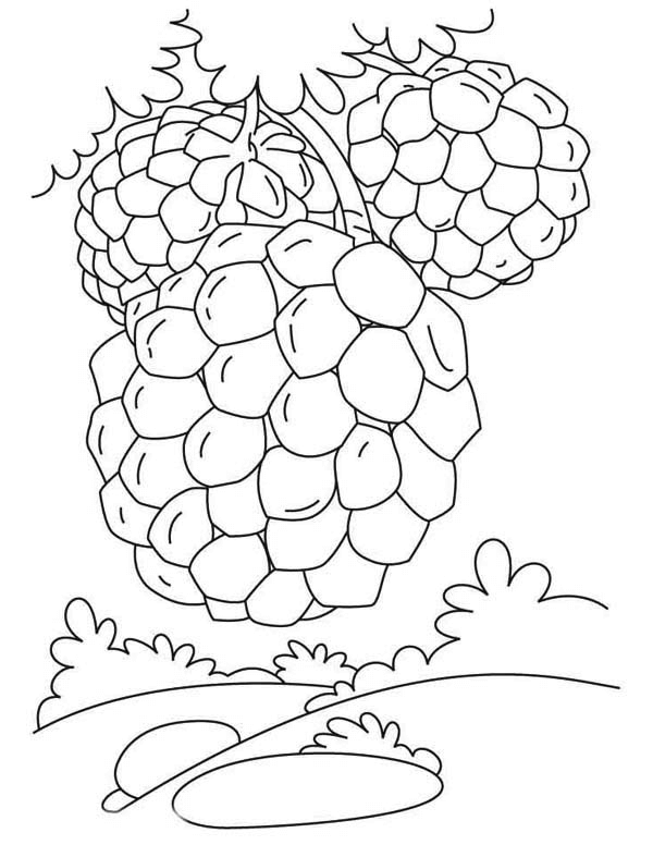 Dibujo de Tres Chirimoyas para Colorear y Imprimir
