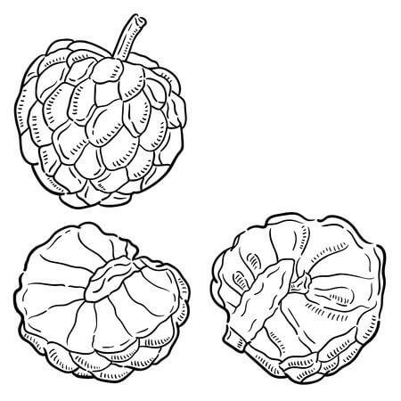 Dibujo de Una Chirimoya y dos Medias Chirimoyas para Colorear y Imprimir