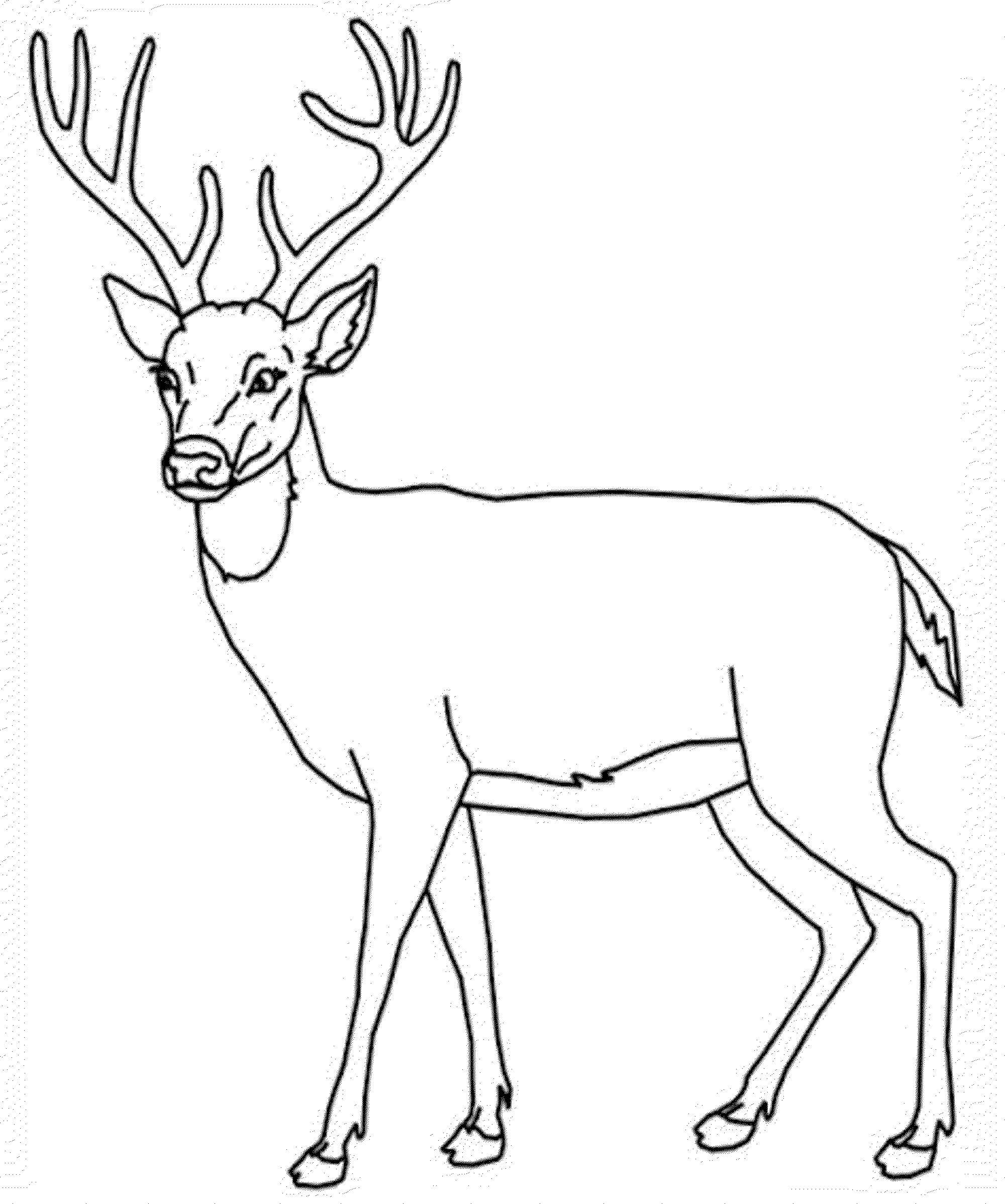 dibujo ciervo impresionante para imprimir y colorear