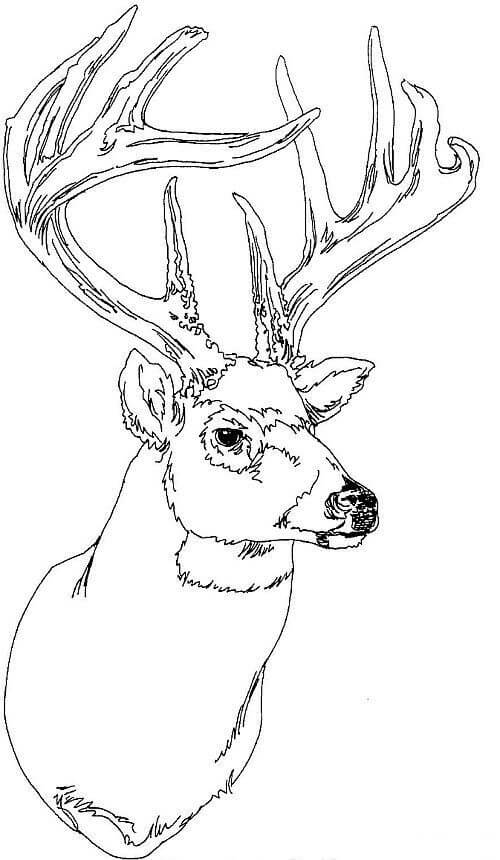 Dibujo de Cabeza de Ciervo para Colorear y Imprimir