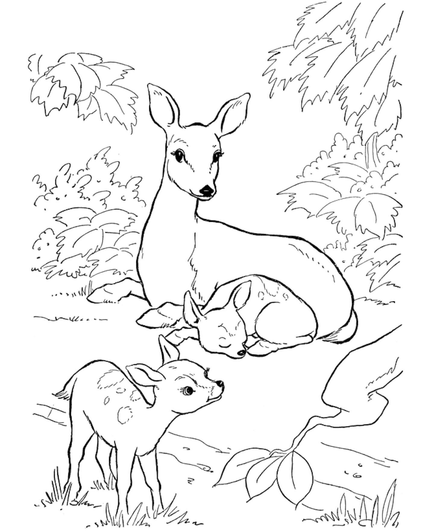 Dibujo de Ciervo Familiar para Colorear y Imprimir