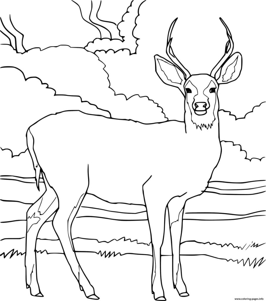 Dibujo de Ciervo Imprimible para Colorear y Imprimir
