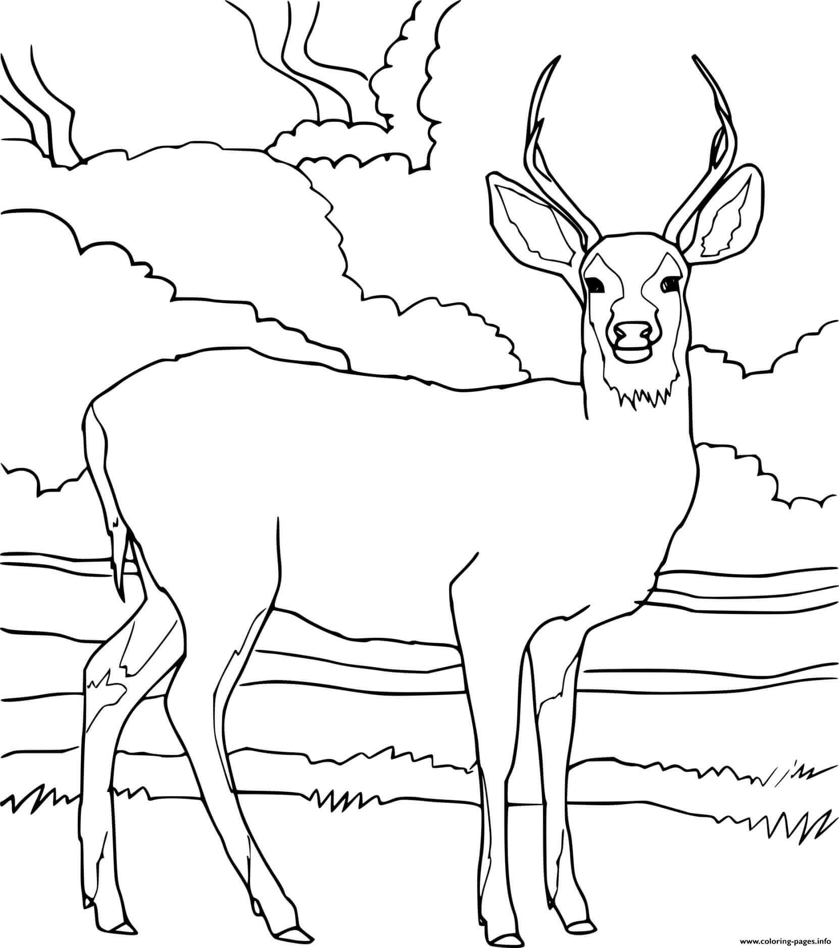 Dibujo de Ciervo Imprimible para Colorear y Imprimir