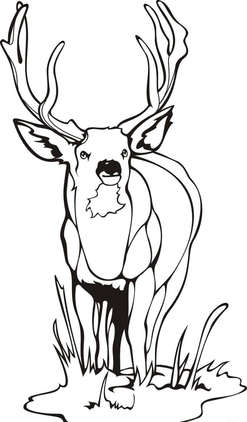 Dibujo de Ciervo Normal para Colorear y Imprimir