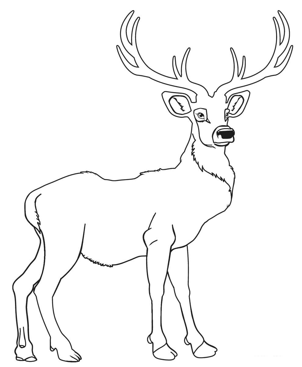Dibujo de Ciervo Perfecto para Colorear y Imprimir