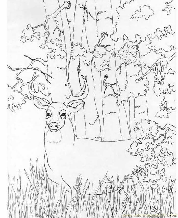 Dibujo de Venado de Cola Blanca En La Selva para Colorear y Imprimir