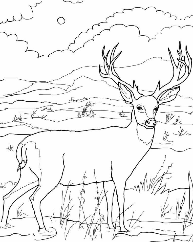 dibujo venados salvajes para imprimir y colorear