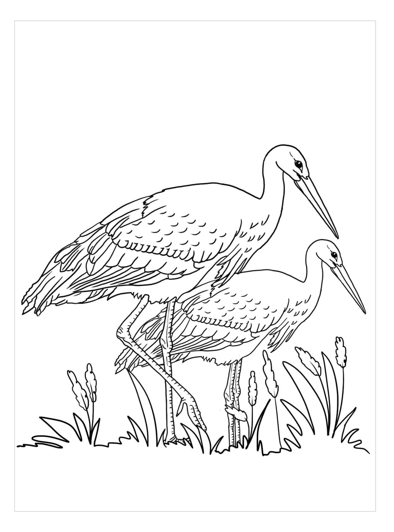 Dibujo de dos Cigüeñas para Colorear y Imprimir