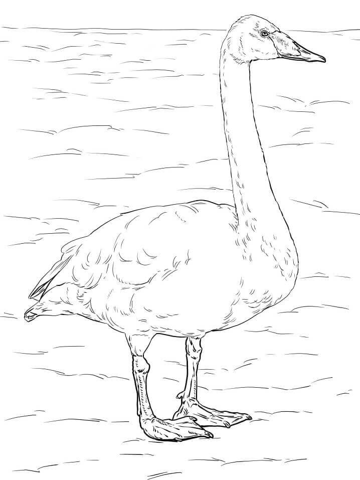 Dibujo de Cisne Cantor para Colorear y Imprimir