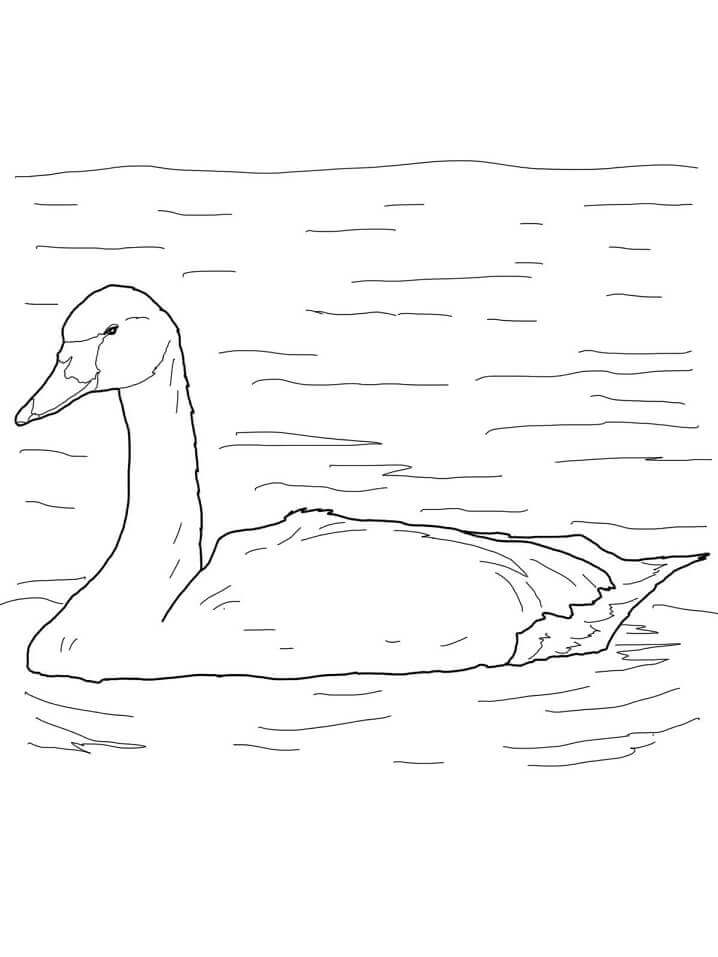 Dibujo de Cisne de Tundra Pájaro Ártico para Colorear y Imprimir