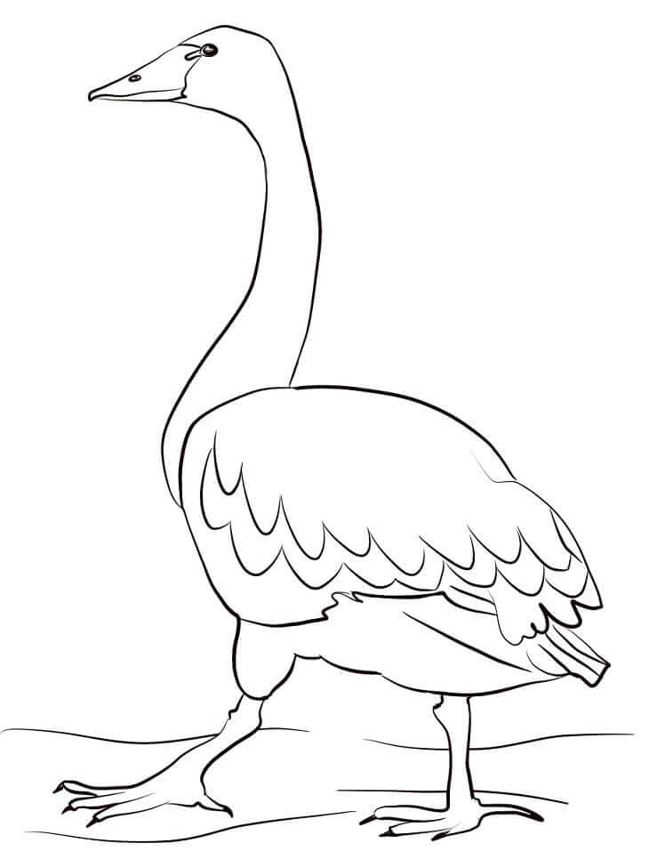 Dibujo de Cisne de Tundra para Colorear y Imprimir