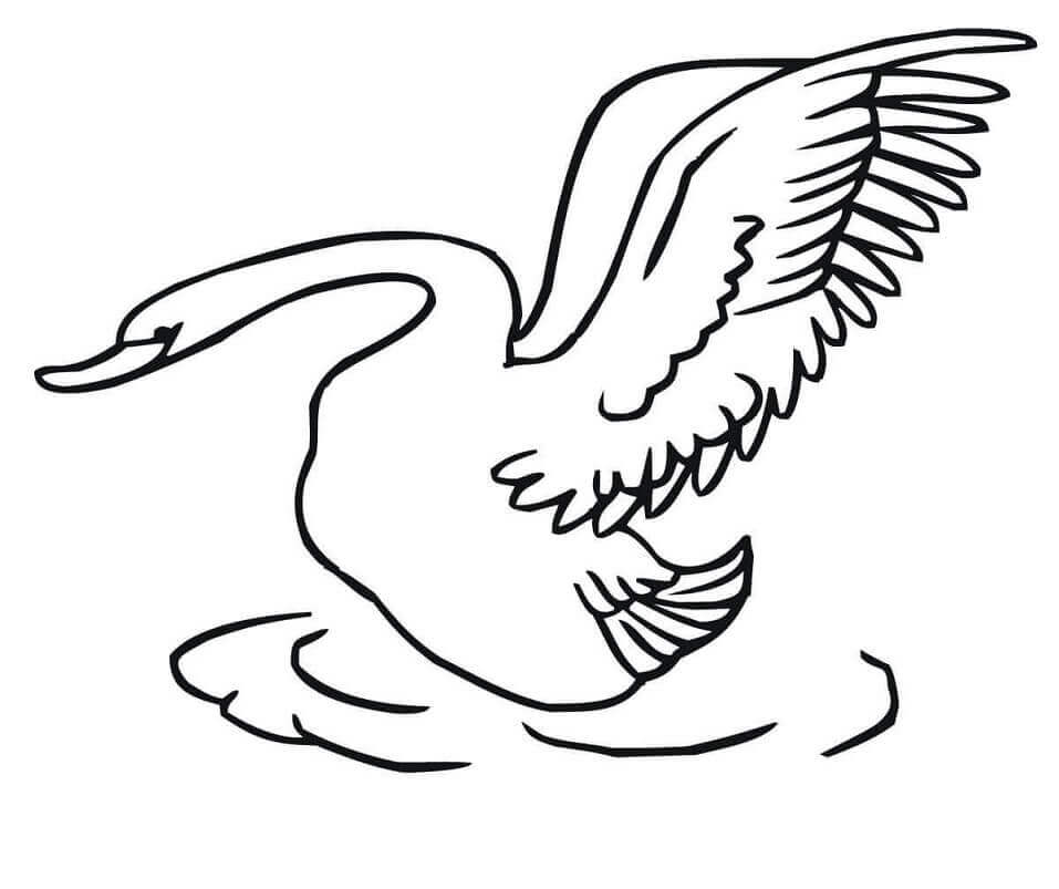 Dibujo de Cisne Despegando para Colorear y Imprimir
