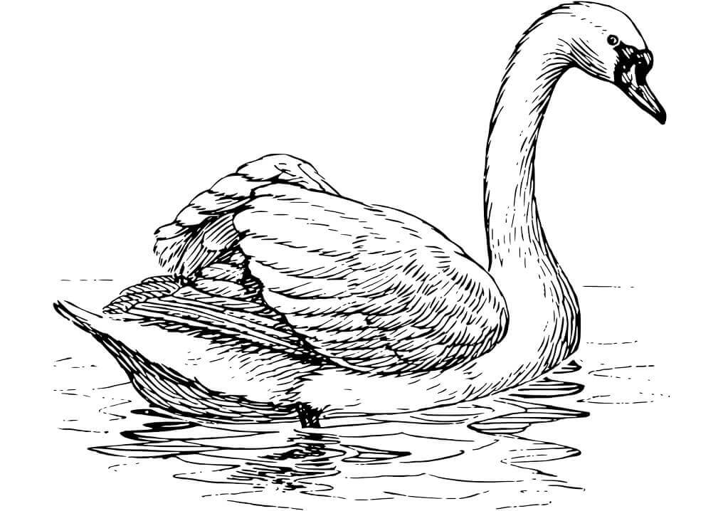 Dibujo de Cisne Flotante para Colorear y Imprimir