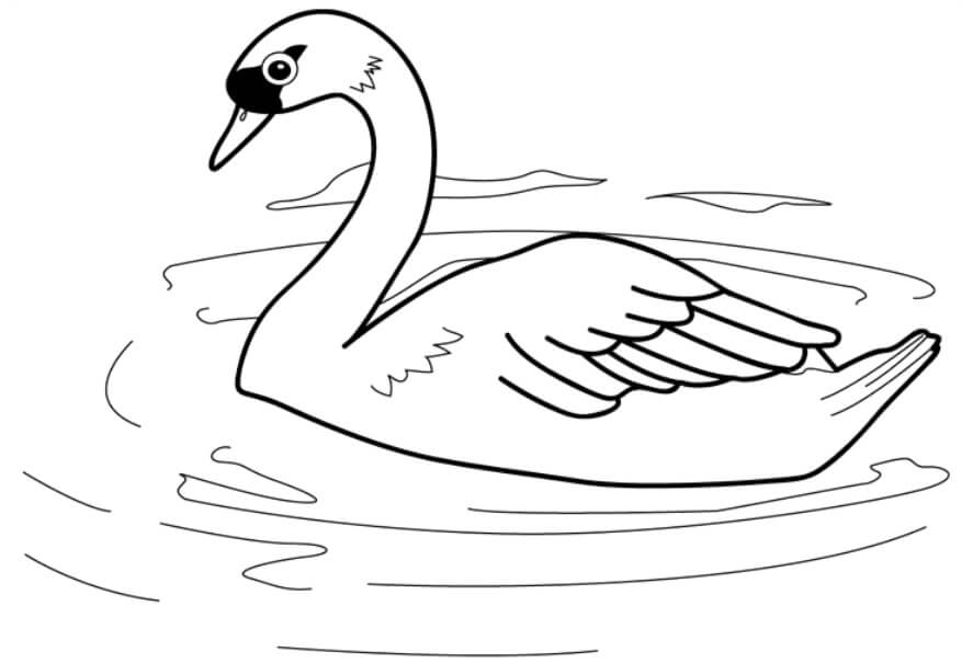 Dibujo de Cisne Natación para Colorear y Imprimir