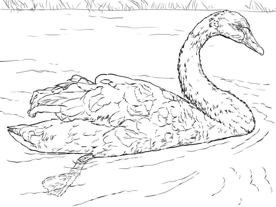 Dibujo de Cisne Negro para Colorear y Imprimir