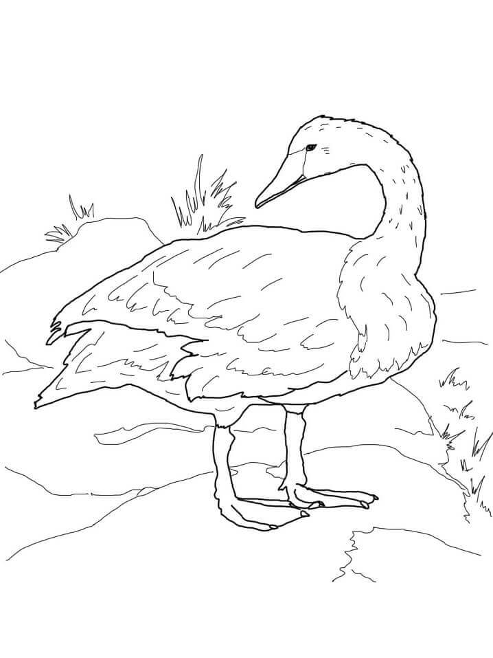 Dibujo de Cisne Trompetista En La Orilla para Colorear y Imprimir
