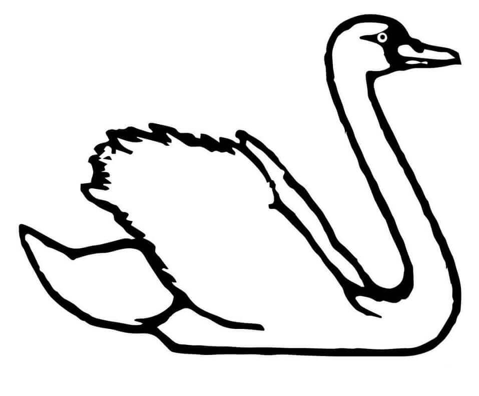 Dibujo de Cisne Trompetista para Colorear y Imprimir