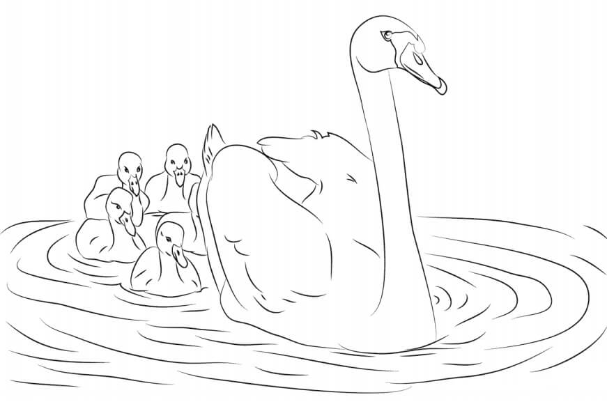Dibujo de Cisne y Sus Pichones para Colorear y Imprimir