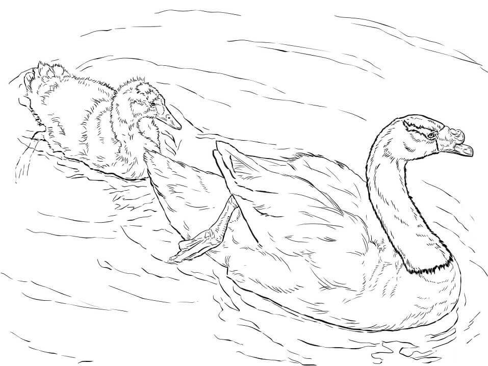 Dibujo de Cisnes de Cuello Negro para Colorear y Imprimir