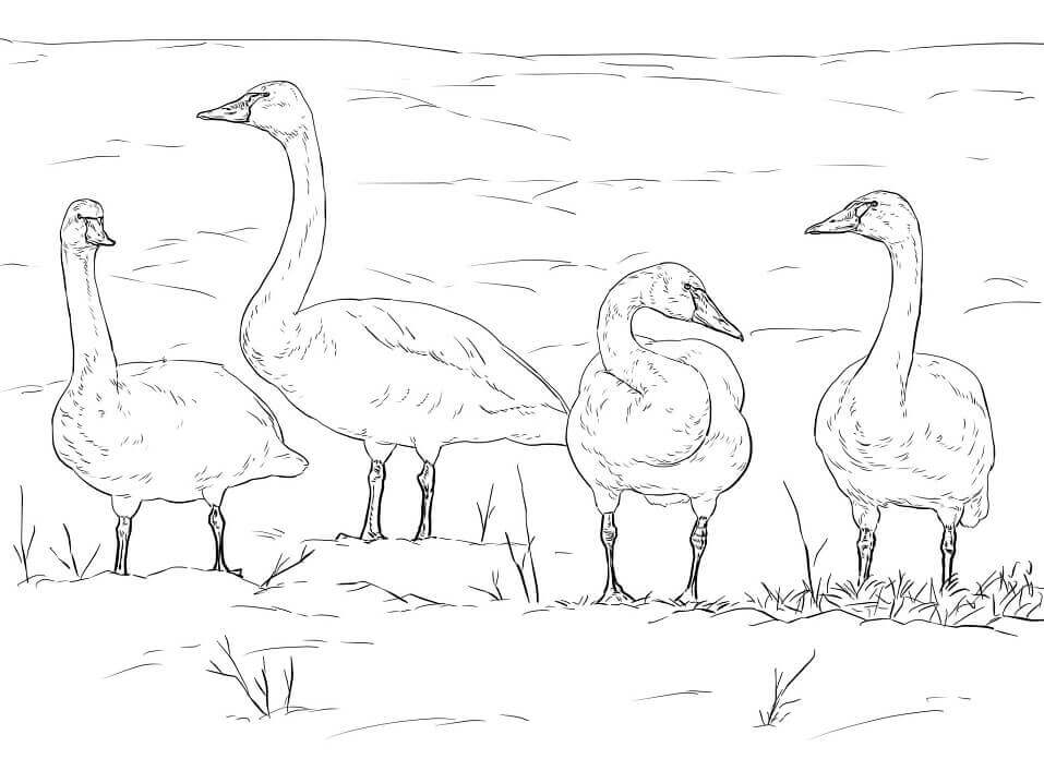 Dibujo de Cisnes de La Tundra para Colorear y Imprimir