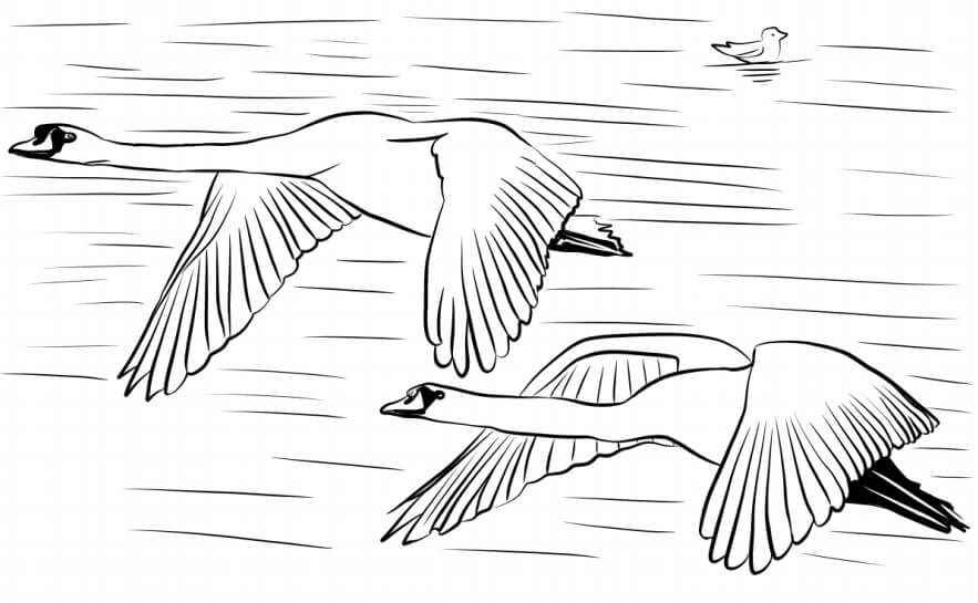 Cisne para Colorear