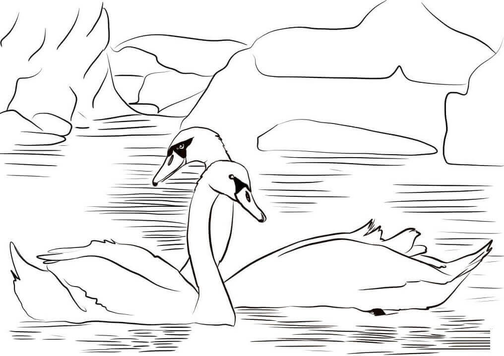 Dibujo de dos Cisnes para Colorear y Imprimir