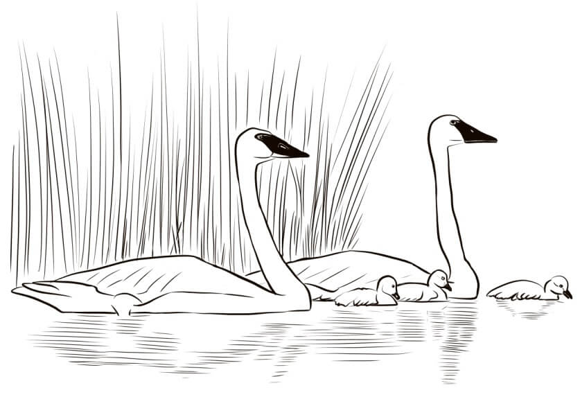 Dibujo de Familia de Cisnes para Colorear y Imprimir