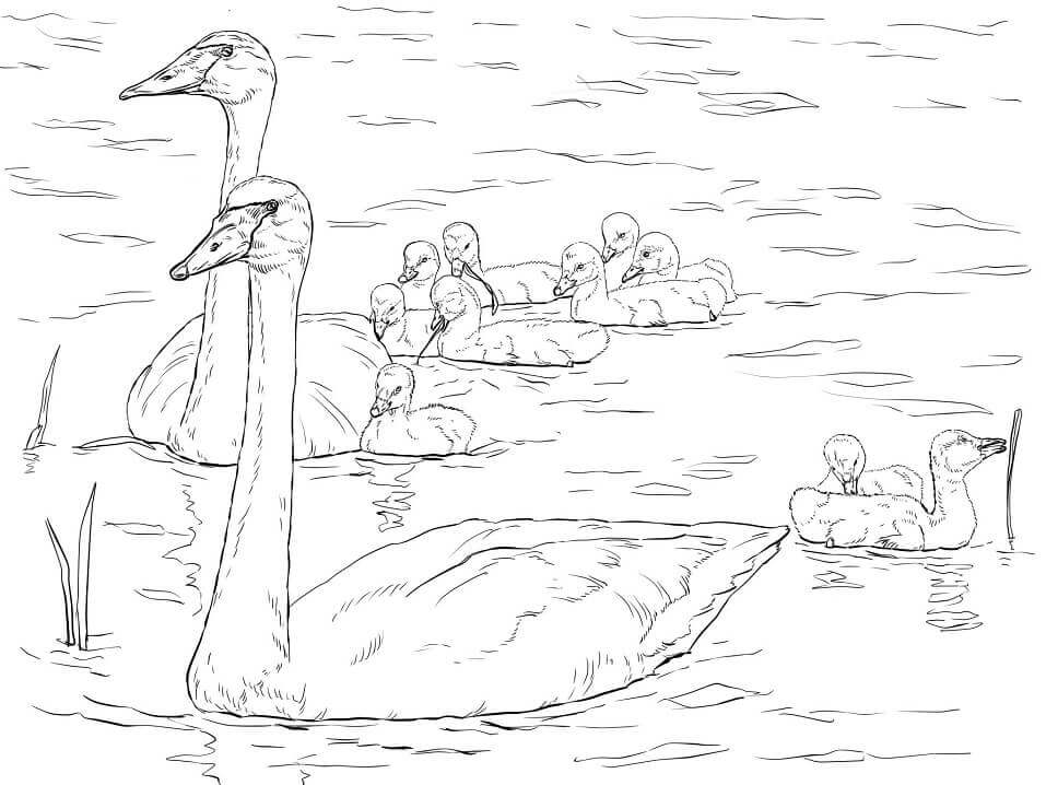 Dibujo de Familia de Cisnes Trompetistas para Colorear y Imprimir