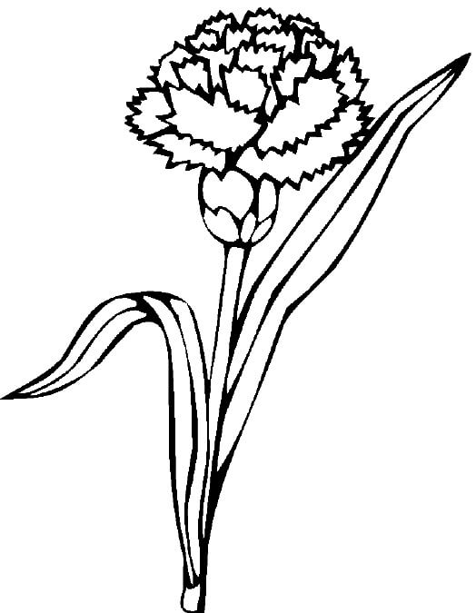 Dibujo de Bonito Clavel para Colorear y Imprimir