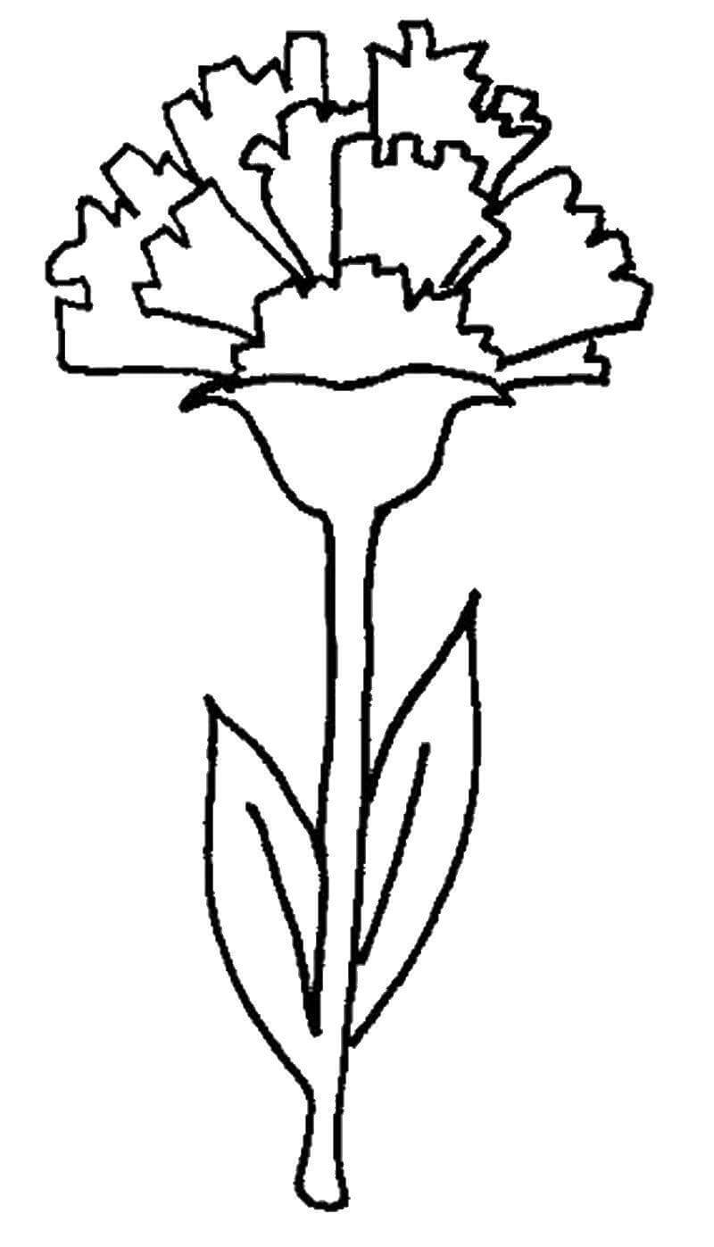 Dibujo de Clavel de Dibujo a Mano para Colorear y Imprimir