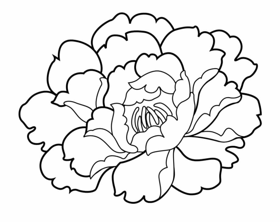 Dibujo de Clavel Dulce para Colorear y Imprimir