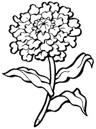 Dibujo de Clavel Duro para Colorear y Imprimir