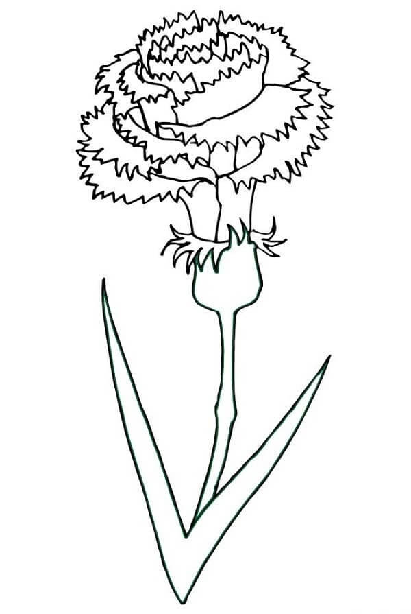 Dibujo de Clavel Fresco para Colorear y Imprimir