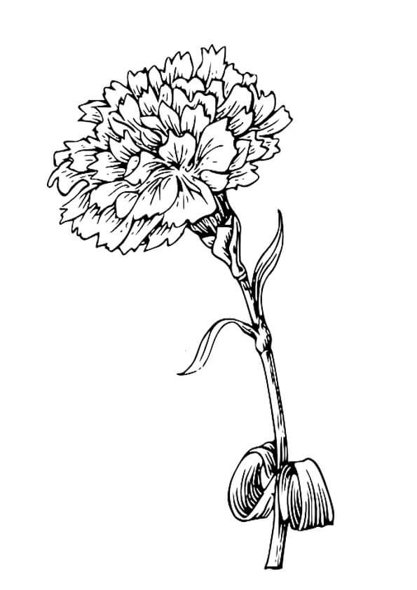 Dibujo de Clavel Impresionante para Colorear y Imprimir