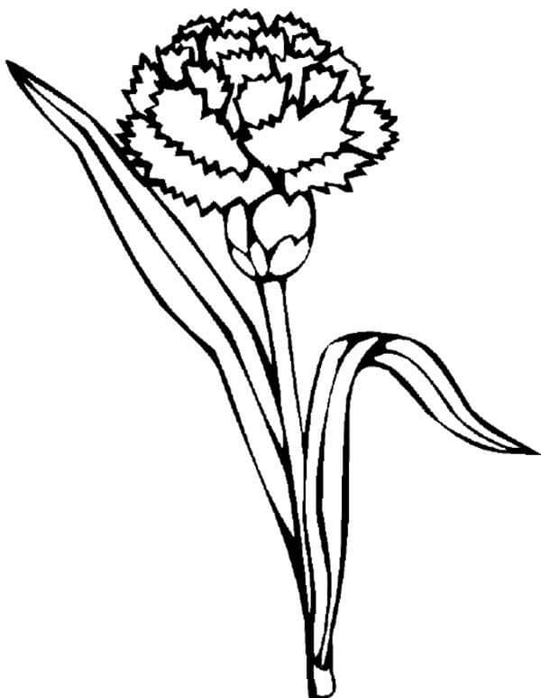 Dibujo de Clavel Imprimible para Colorear y Imprimir