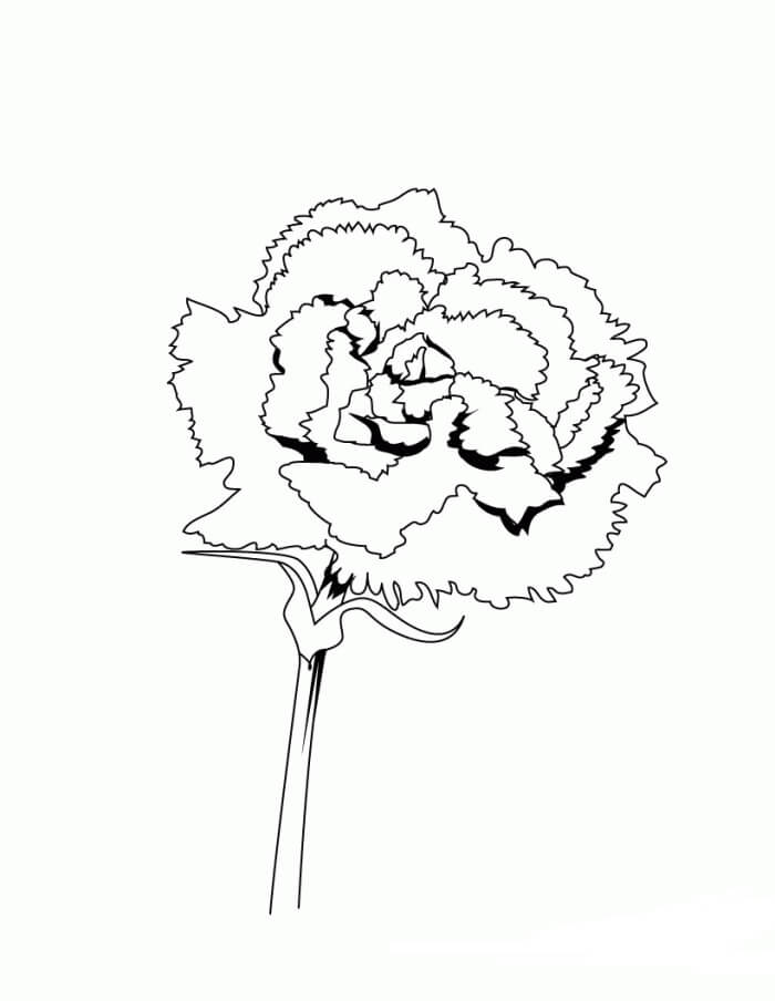 Dibujo de Clavel Lindo para Colorear y Imprimir
